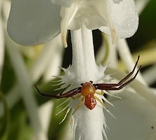 Spider on white-fringed orchid closeup