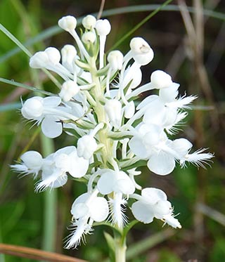 White-fringed orchid, August, 2017 in restored area in  Deer Lake State Park, FL
