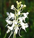White-fringed orchids blooming at DLSP FL, 2017-08-30