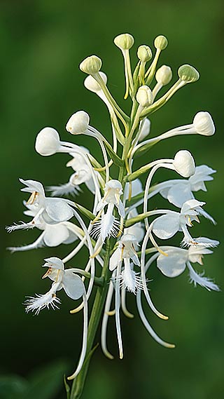 white-fringed orchid