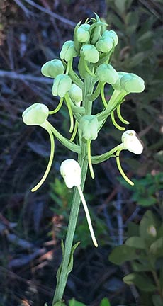 wfo budding