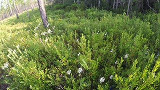 White-fringed orchids in titi landscape
