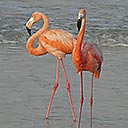 Flamengos on the beach - video, 2017-07-05