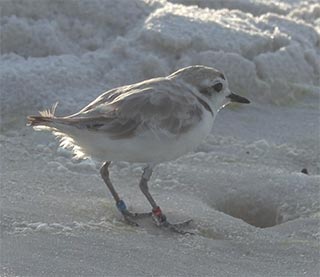Snowy plover who fathered a chick in 2017