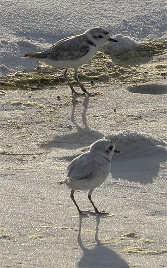 Father snowy plover meets a new arrival on 2017-0-24