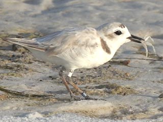 Dad's new friend. SNPL 2017-07-24