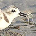 New snowy plover in Deer Lake State Park, 2017-07-26