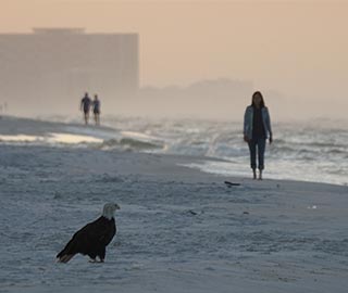 Eagle on beach