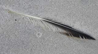Not airbrushed feather