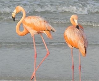 Flamingos preening