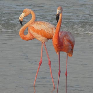 Flamingos