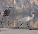 Heron vs. Egret in DLSP, FL, 2017-09-06