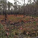 Video of Pitcher plants propagated in Deer Lake State Park, 2017-04-12