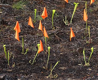 seedlings