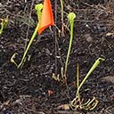 Pitcher plants propagated in Deer Lake State Park, 2017-04-05