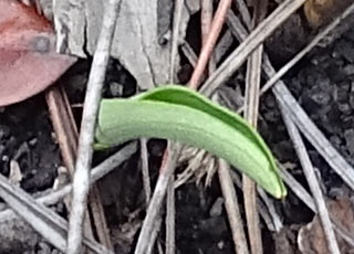 sprout 1