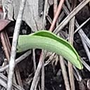 White-fringed orchids sprouting in Deer Lake State Park, 2017-03-22