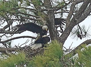 Eagles rebuilding a nest. Later occupied by Great Horned Owls