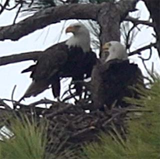 Eagles on a nest