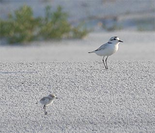 5-17-18 adult SNPL and chick