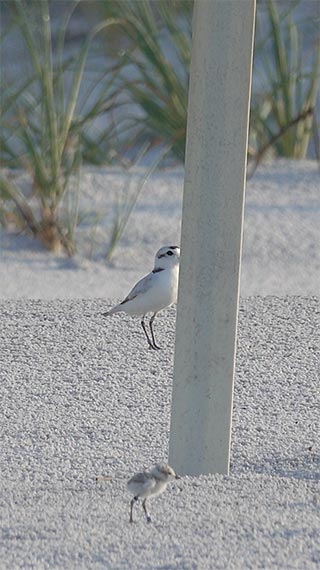 5-17-18 male snowy plover kept an eye on his chick 'WB'