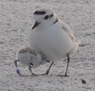 5-17-18 WB under S:W//B (chick under male parent)