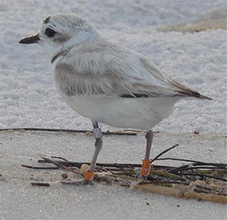 5-18-18 Female of the brood