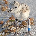 Snowy Plover chick in Deer Lake State Park (WB), 2018-07-18