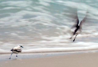5-21-18 Snowy male chasing sanderling