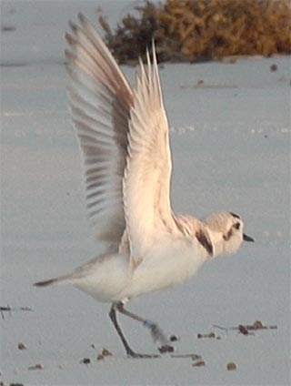 5-24-18 Snowy male chasing, wings extended