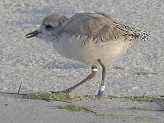 6-15-18 WB developing tail feathers