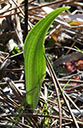 Monitor marked plant #386, a white fringed orchid sprout, 2018-04-04