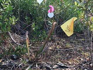 #332 2018-02-24 (yellow pitcher plant)