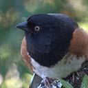 Eastern Towhee by Deer Lake north, 2018-02-21