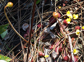 #368 2019-03-21, Flower buds