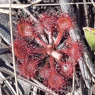 Sundew