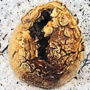 Earthball near outback at Eastern Lake,  2018-11-24