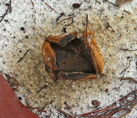 earthball
