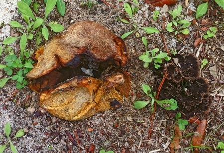 earthball and friend