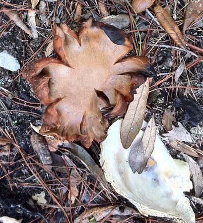 earthball and shell with leaf feathers