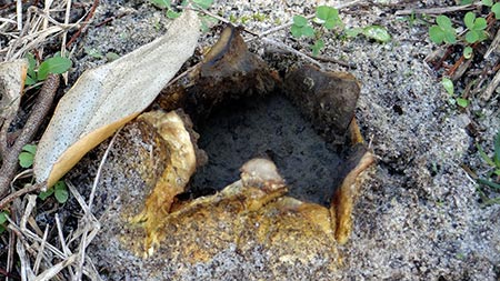 earthball tooth