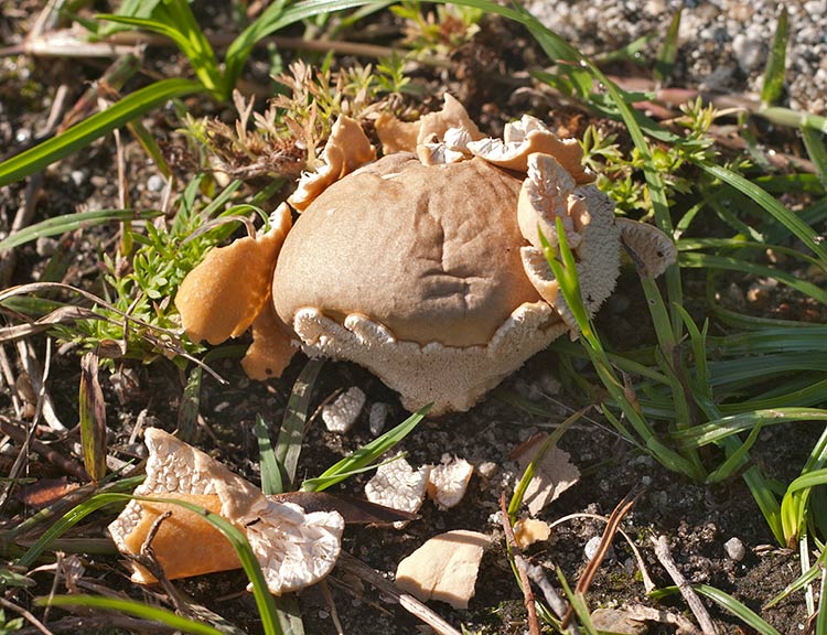 puffball from side