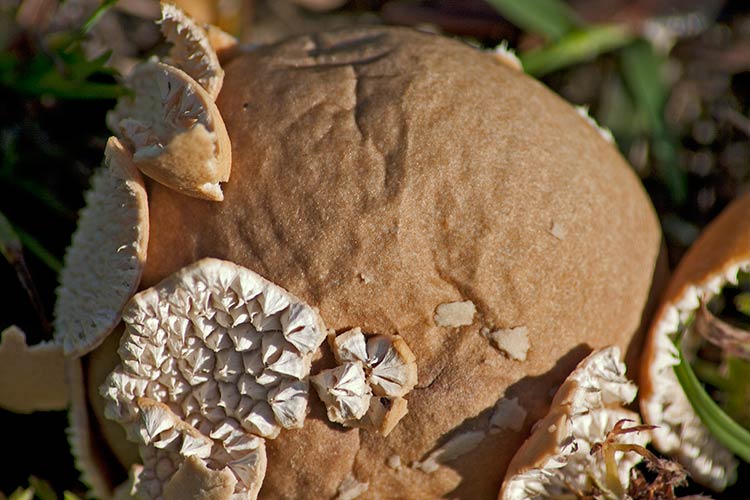 puffball closeup