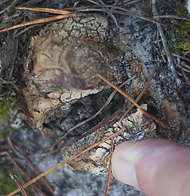 earthball