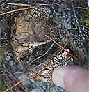 earthball, Oct. 25, 2010