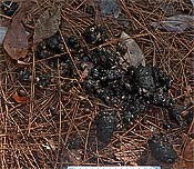 scat