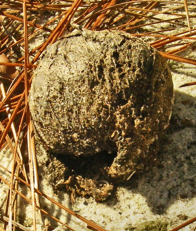 earthball