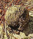 round earthball - 2010-01-27