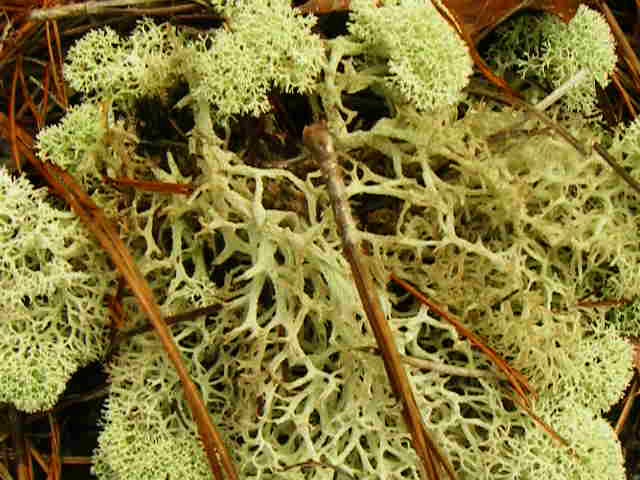likit deer lichen