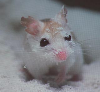 Choctawhatchee beach mouse closeup